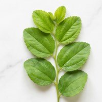 Daun bidara segar