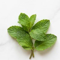Daun pudina segar